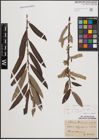 Foto von Salix cinerea L. x Salix viminalis L.
